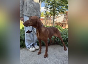 sensible Kokó sucht ein warmes Plätzchen