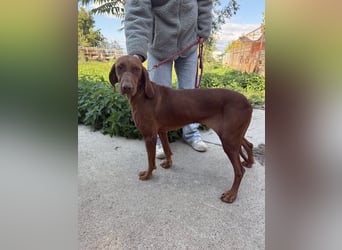 sensible Kokó sucht ein warmes Plätzchen