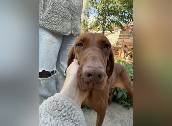 sensible Kokó sucht ein warmes Plätzchen