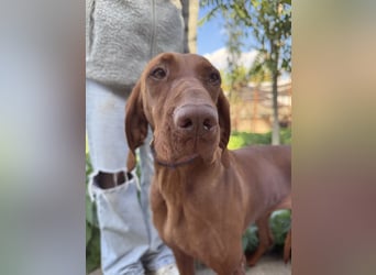 sensible Kokó sucht ein warmes Plätzchen