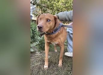 Jack - toller Kerl mit großem Herz