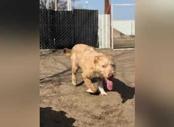 Arif sucht genau dich!