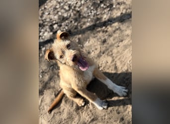 Arif sucht genau dich!