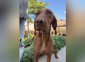 sensible Kokó sucht ein warmes Plätzchen