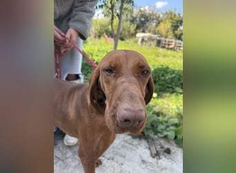 sensible Kokó sucht ein warmes Plätzchen