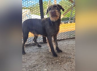 Avar sucht Magyar Liebhaber