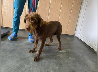 Avatar sucht Magyar Liebhaber