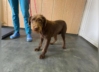 Avatar sucht Magyar Liebhaber