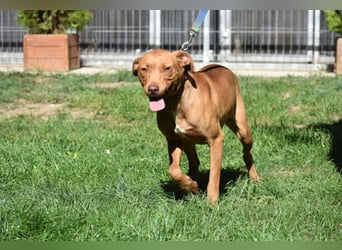 „Pedro“, lieber Vizsla Rüde, ca. 09.2024 geboren, gut verträglich