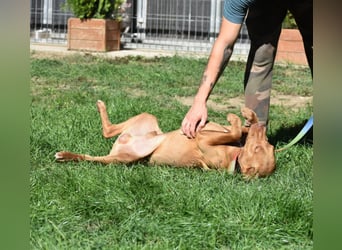 „Pedro“, lieber Vizsla Rüde, ca. 09.2024 geboren, gut verträglich