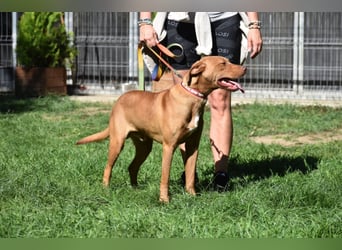 „Pedro“, lieber Vizsla Rüde, ca. 09.2024 geboren, gut verträglich