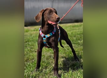 Ben - junger Vizsla-Mischling sucht aktives Zuhause