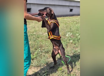 Ben - junger Vizsla-Mischling sucht aktives Zuhause