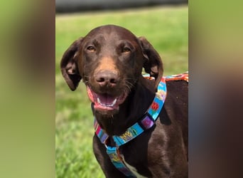 Ben - junger Vizsla-Mischling sucht aktives Zuhause