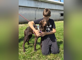 Ben - junger Vizsla-Mischling sucht aktives Zuhause