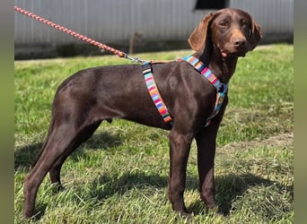 Ben - junger Vizsla-Mischling sucht aktives Zuhause