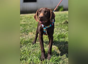 Ben - junger Vizsla-Mischling sucht aktives Zuhause