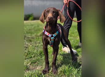 Ben - junger Vizsla-Mischling sucht aktives Zuhause