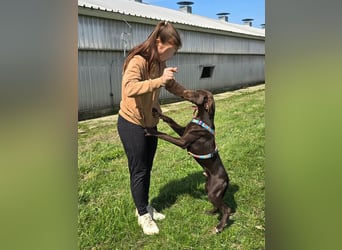 Ben - junger Vizsla-Mischling sucht aktives Zuhause