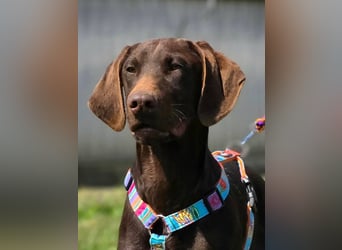 Ben - junger Vizsla-Mischling sucht aktives Zuhause