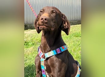 Ben - junger Vizsla-Mischling sucht aktives Zuhause