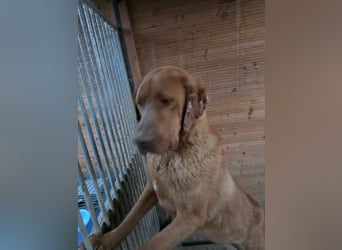 Sam - lieber Viszla-Mix
