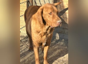 Sam - sanfter Viszla-Mix