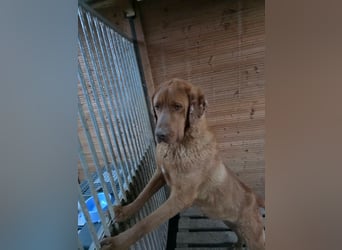 Sam - lieber Viszla-Mix