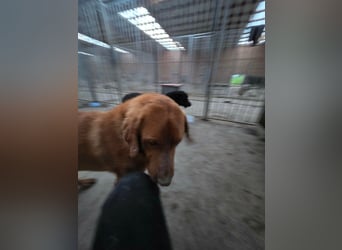 Sam - lieber Viszla-Mix