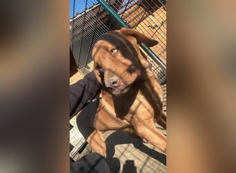 Sam - sanfter Viszla-Mix