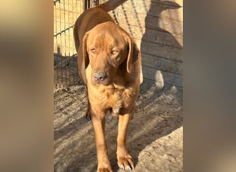 Sam - sanfter Viszla-Mix