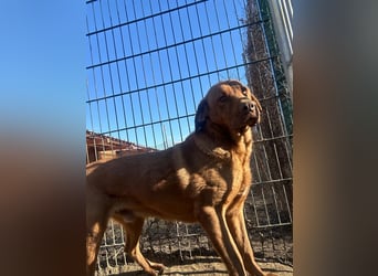 Sam - sanfter Viszla-Mix