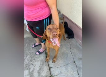 Rio, geboren 05.03.2020, 63cm sucht liebevolles Zuhause