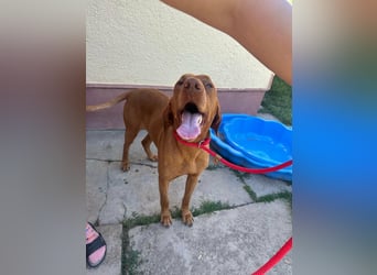 Rio, geboren 05.03.2020, 63cm sucht liebevolles Zuhause