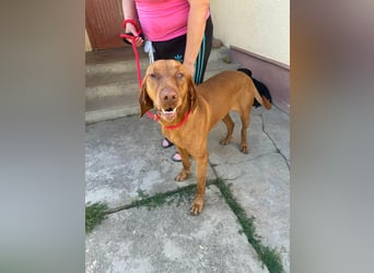 Rio, geboren 05.03.2020, 63cm sucht liebevolles Zuhause