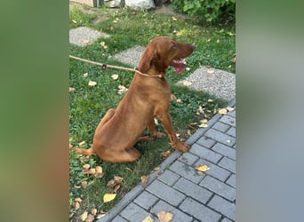 Hunor, geboren 26.06.2021, 55cm sucht seine Menschen