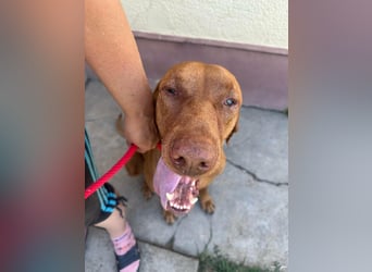 Rio, geboren 05.03.2020, 63cm sucht liebevolles Zuhause