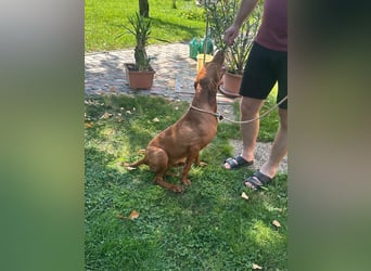 Hunor, geboren 26.06.2021, 55cm sucht seine Menschen