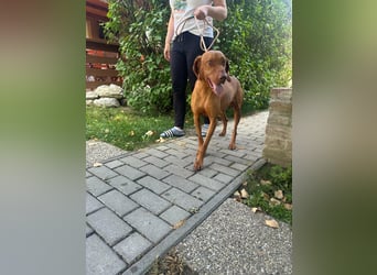 Hunor, geboren 26.06.2021, 55cm sucht seine Menschen