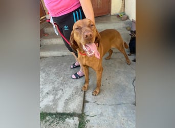 Rio, geboren 05.03.2020, 63cm sucht liebevolles Zuhause