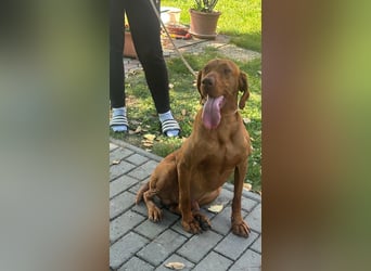 Hunor, geboren 26.06.2021, 55cm sucht seine Menschen