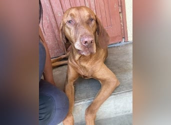 Rio, geboren 05.03.2020, 63cm sucht liebevolles Zuhause