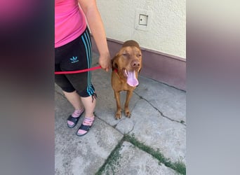Rio, geboren 05.03.2020, 63cm sucht liebevolles Zuhause