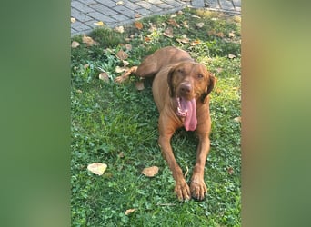 Hunor, geboren 26.06.2021, 55cm sucht seine Menschen