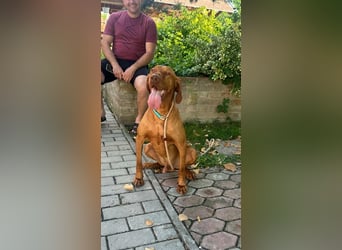 Hunor, geboren 26.06.2021, 55cm sucht seine Menschen