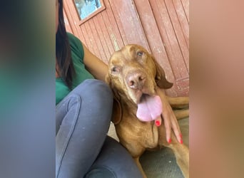 Rio, geboren 05.03.2020, 63cm sucht liebevolles Zuhause