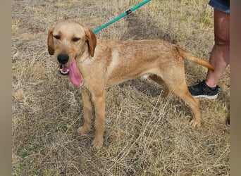 Bere, geboren 01.10.2025, 57cm sucht sein Zuhause