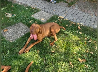 Hunor, geboren 26.06.2021, 55cm sucht seine Menschen