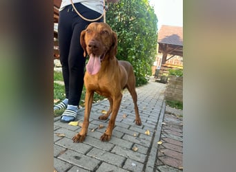 Hunor, geboren 26.06.2021, 55cm sucht seine Menschen