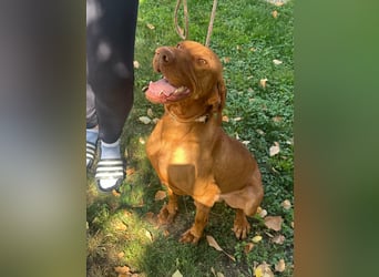 Hunor, geboren 26.06.2021, 55cm sucht seine Menschen
